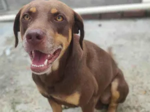 Cachorro raça SRD-ViraLata idade 1 ano nome NICK