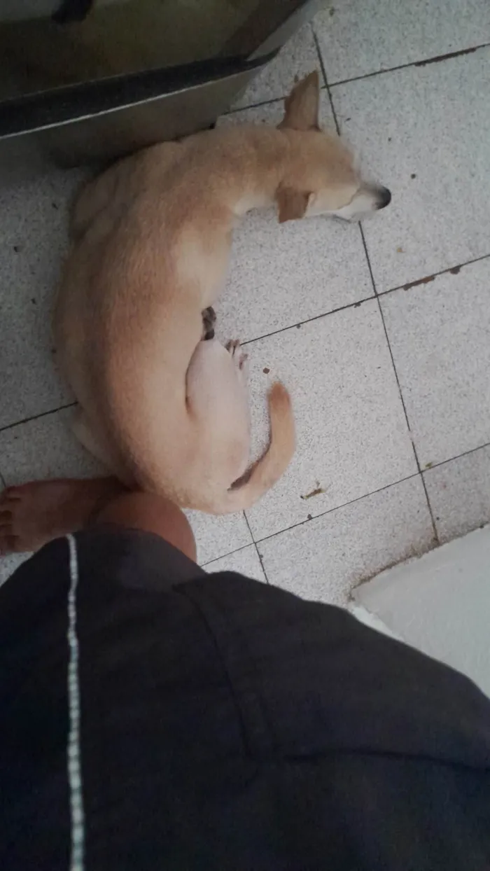 Cachorro ra a SRD-ViraLata idade 7 a 11 meses nome Domenica 