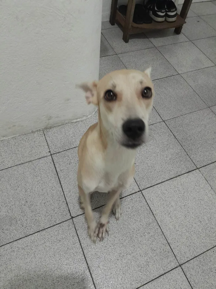 Cachorro ra a SRD-ViraLata idade 7 a 11 meses nome Domenica 