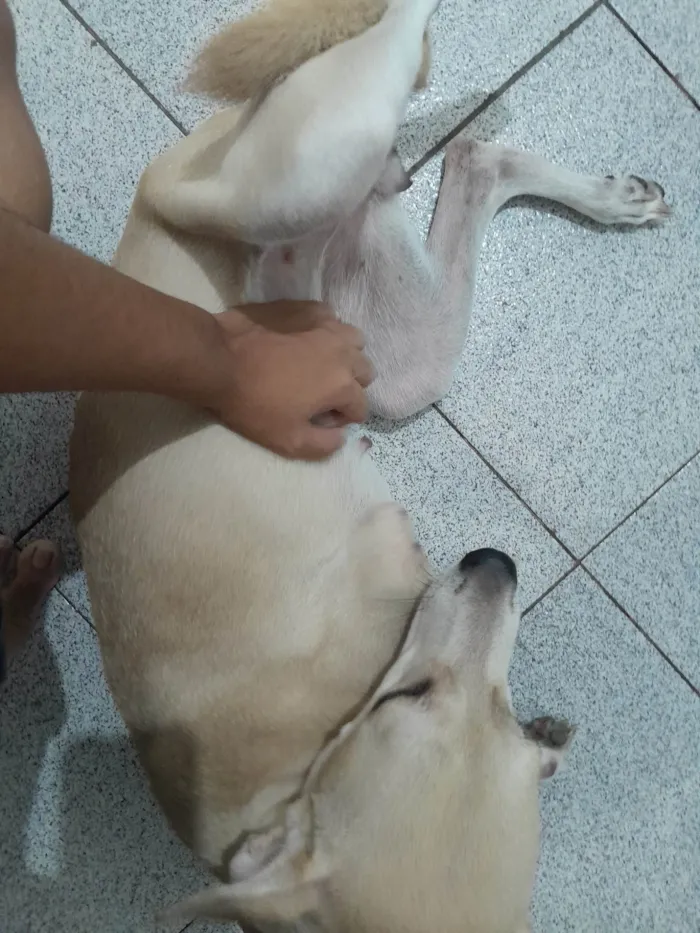 Cachorro ra a SRD-ViraLata idade 7 a 11 meses nome Domenica 