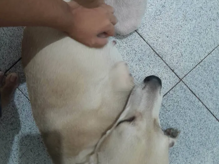 Cachorro ra a SRD-ViraLata idade 7 a 11 meses nome Domenica 