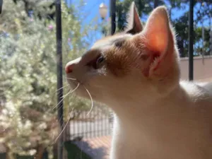 Gato raça SRD-ViraLata idade 1 ano nome Pepper