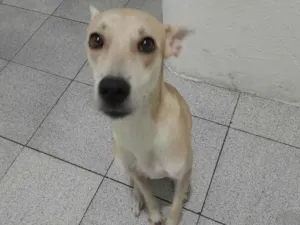 Cachorro raça SRD-ViraLata idade 7 a 11 meses nome Domenica 