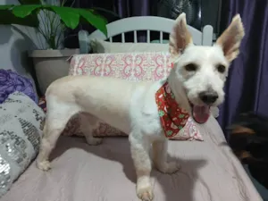 Cachorro raça SRD-ViraLata idade 1 ano nome Valente