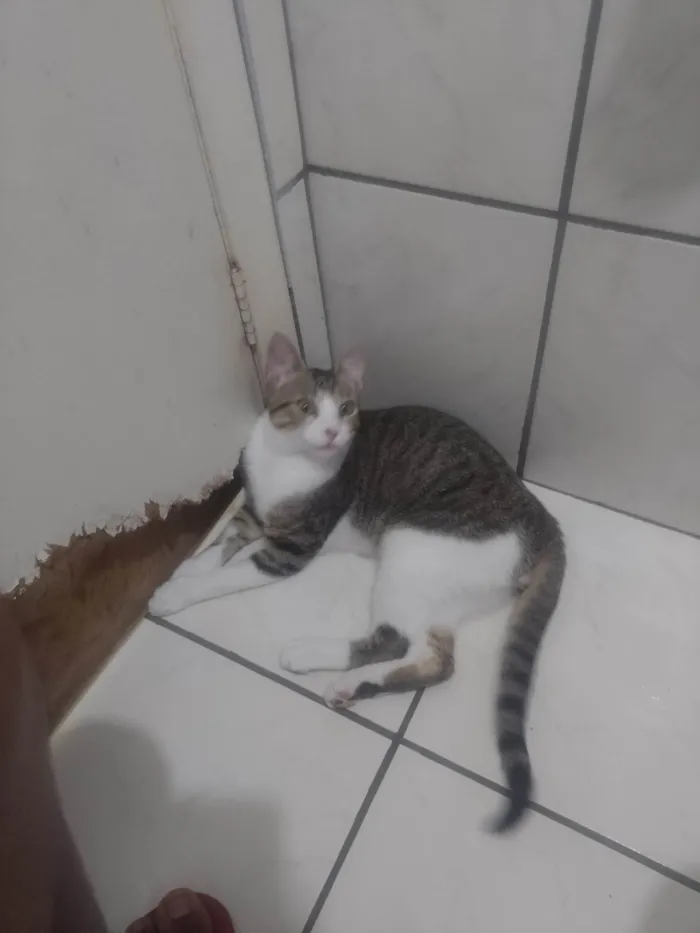 Gato ra a SRD-ViraLata idade 2 a 6 meses nome Azure