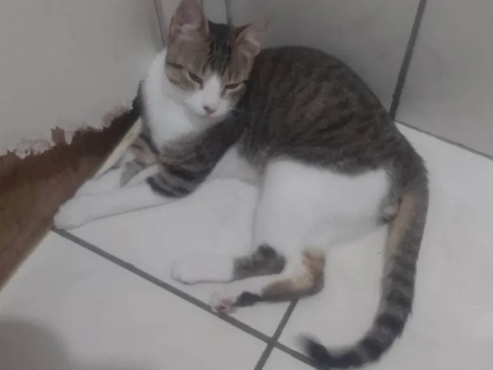 Gato ra a SRD-ViraLata idade 2 a 6 meses nome Azure