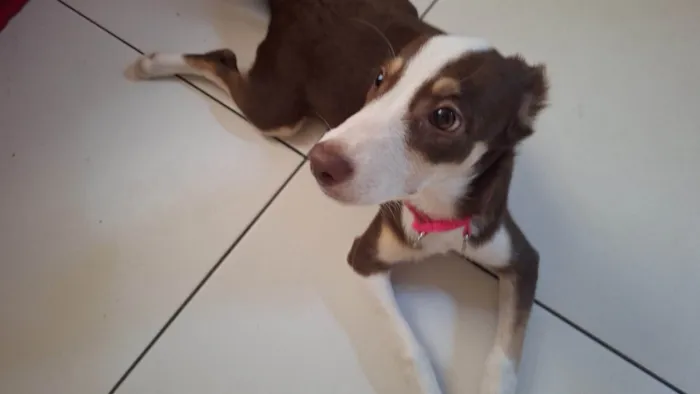 Cachorro ra a SRD-ViraLata idade 2 a 6 meses nome Luna