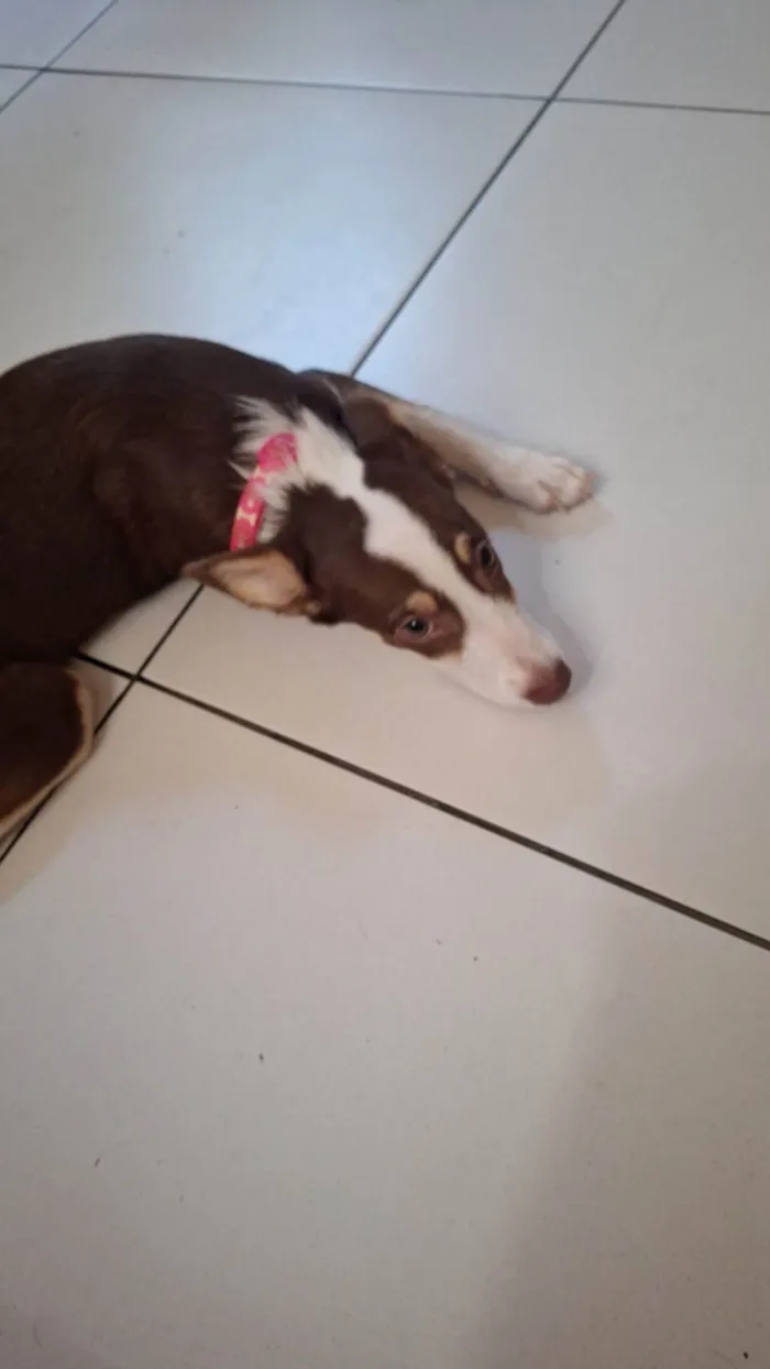 Cachorro ra a SRD-ViraLata idade 2 a 6 meses nome Luna