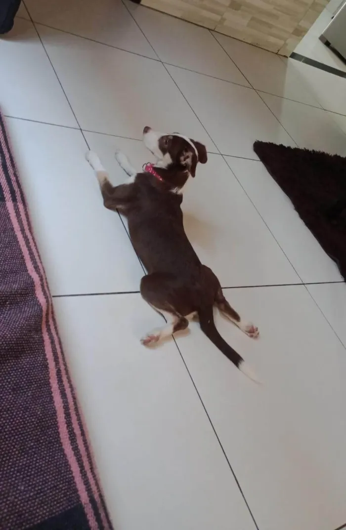 Cachorro ra a SRD-ViraLata idade 2 a 6 meses nome Luna