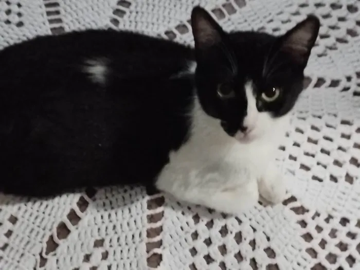 Gato ra a SRD-ViraLata idade 2 a 6 meses nome Mirela 