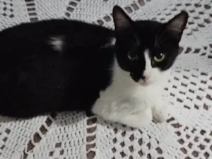 Gato raça SRD-ViraLata idade 2 a 6 meses nome Mirela 