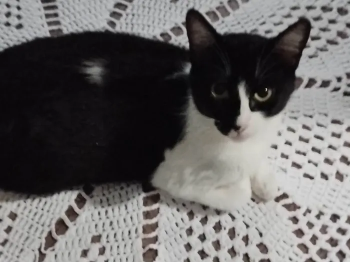 Gato ra a SRD-ViraLata idade 2 a 6 meses nome Mirela 