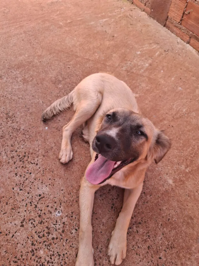 Cachorro ra a SRD-ViraLata idade 7 a 11 meses nome Luna