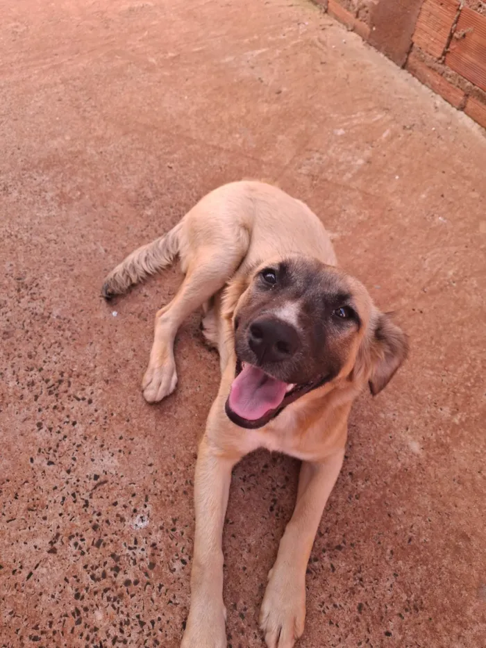 Cachorro ra a SRD-ViraLata idade 7 a 11 meses nome Luna