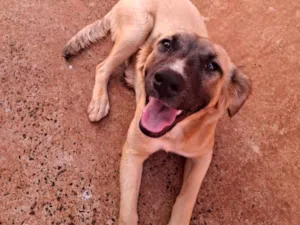 Cachorro raça SRD-ViraLata idade 7 a 11 meses nome Luna