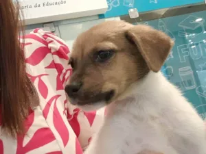 Cachorro raça SRD-ViraLata idade Abaixo de 2 meses nome Cris