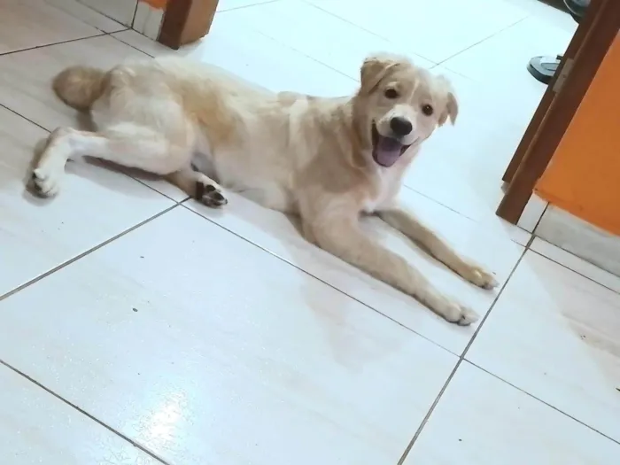 Cachorro ra a SRD-ViraLata idade 2 a 6 meses nome Marley