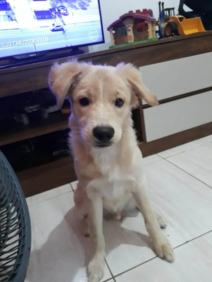 Cachorro ra a SRD-ViraLata idade 2 a 6 meses nome Marley