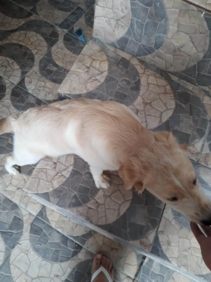 Cachorro ra a SRD-ViraLata idade 2 a 6 meses nome Marley