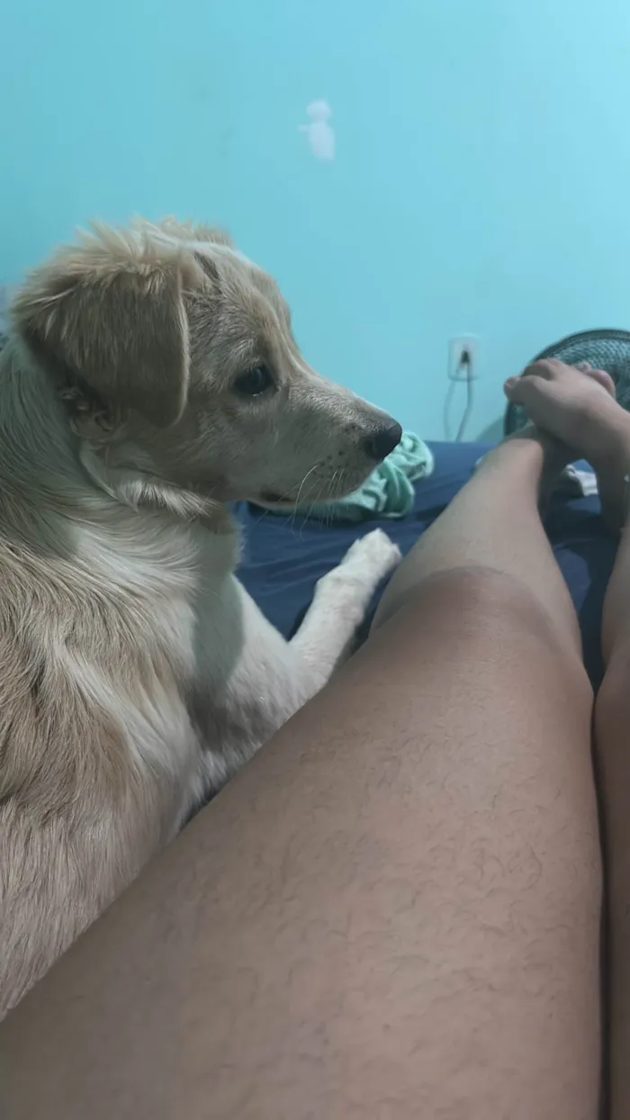 Cachorro ra a SRD-ViraLata idade 2 a 6 meses nome Marley