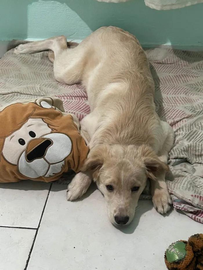 Cachorro ra a SRD-ViraLata idade 2 a 6 meses nome Marley