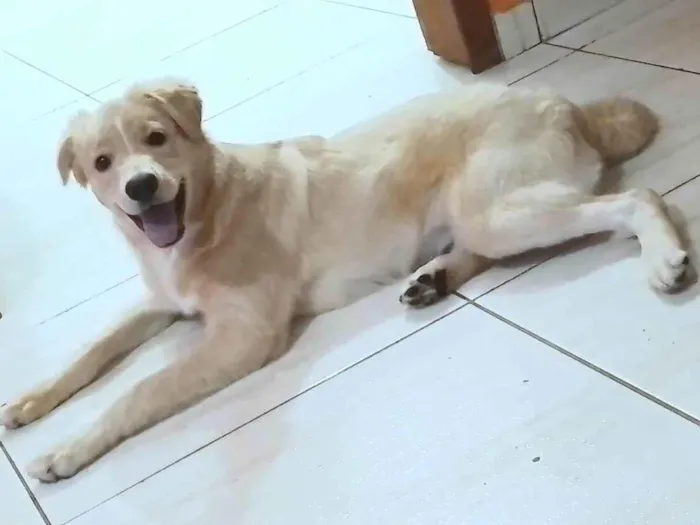 Cachorro ra a SRD-ViraLata idade 2 a 6 meses nome Marley