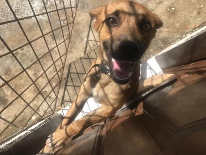 Cachorro ra a SRD-ViraLata idade 1 ano nome Não tem nome 