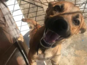 Cachorro raça SRD-ViraLata idade 1 ano nome Não tem nome 