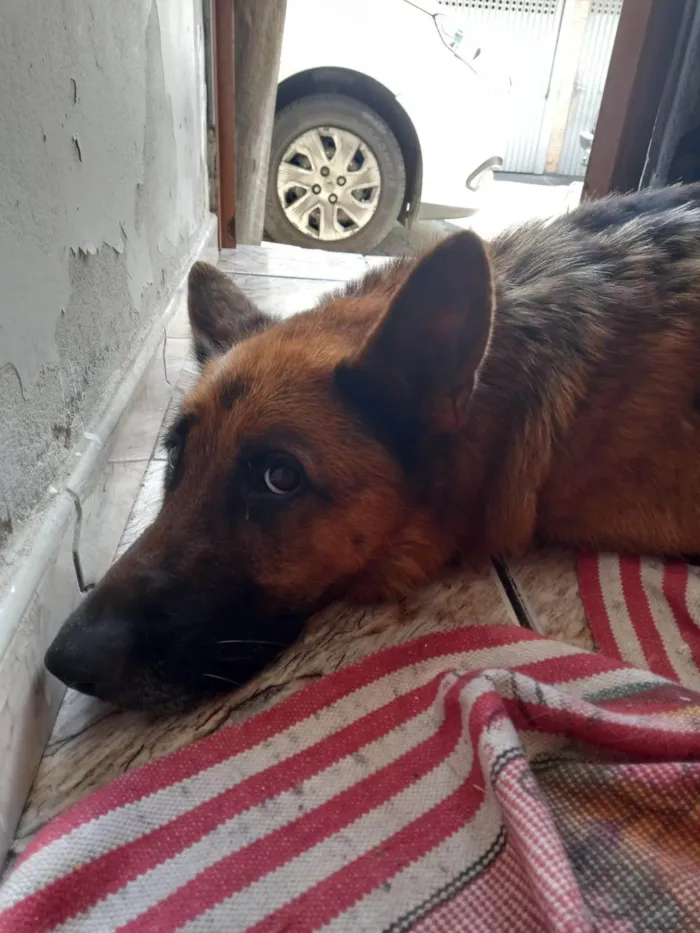 Cachorro ra a Pastor Alemão idade 1 ano nome Pastor Alemão Fêmea