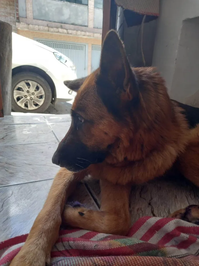 Cachorro ra a Pastor Alemão idade 1 ano nome Pastor Alemão Fêmea