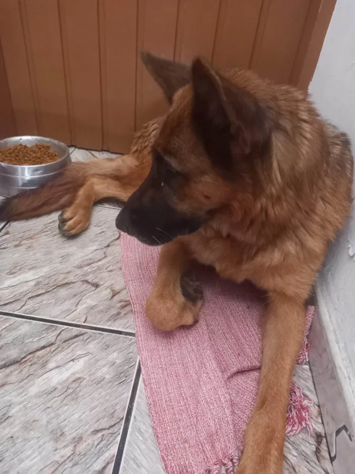 Cachorro ra a Pastor Alemão idade 1 ano nome Pastor Alemão Fêmea