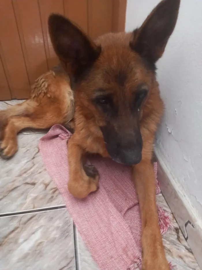 Cachorro ra a Pastor Alemão idade 1 ano nome Pastor Alemão Fêmea