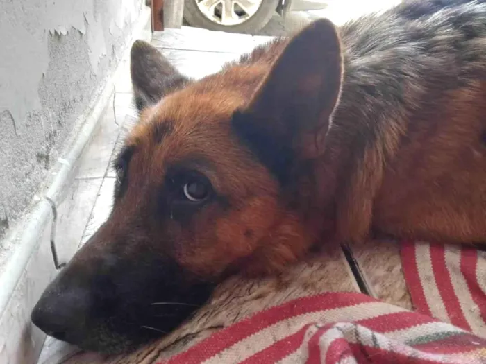 Cachorro ra a Pastor Alemão idade 1 ano nome Pastor Alemão Fêmea