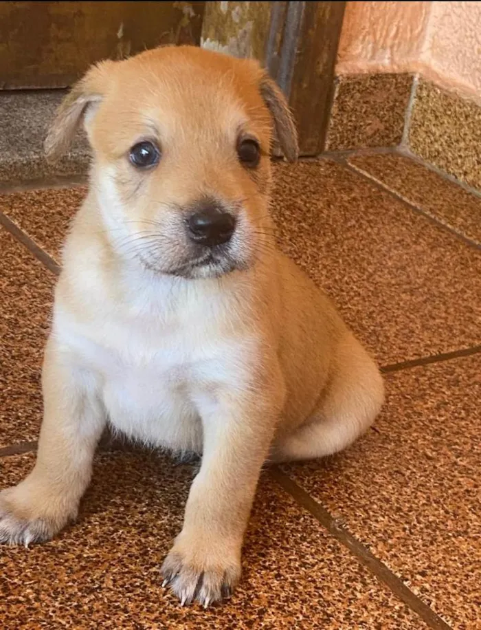 Cachorro ra a SRD-ViraLata idade Abaixo de 2 meses nome Fofinho