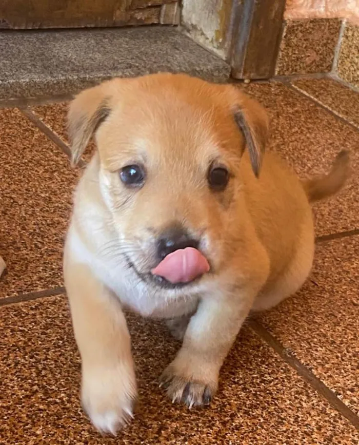 Cachorro ra a SRD-ViraLata idade Abaixo de 2 meses nome Fofinho