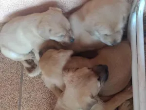 Cachorro raça SRD-ViraLata idade Abaixo de 2 meses nome 4 filhotes