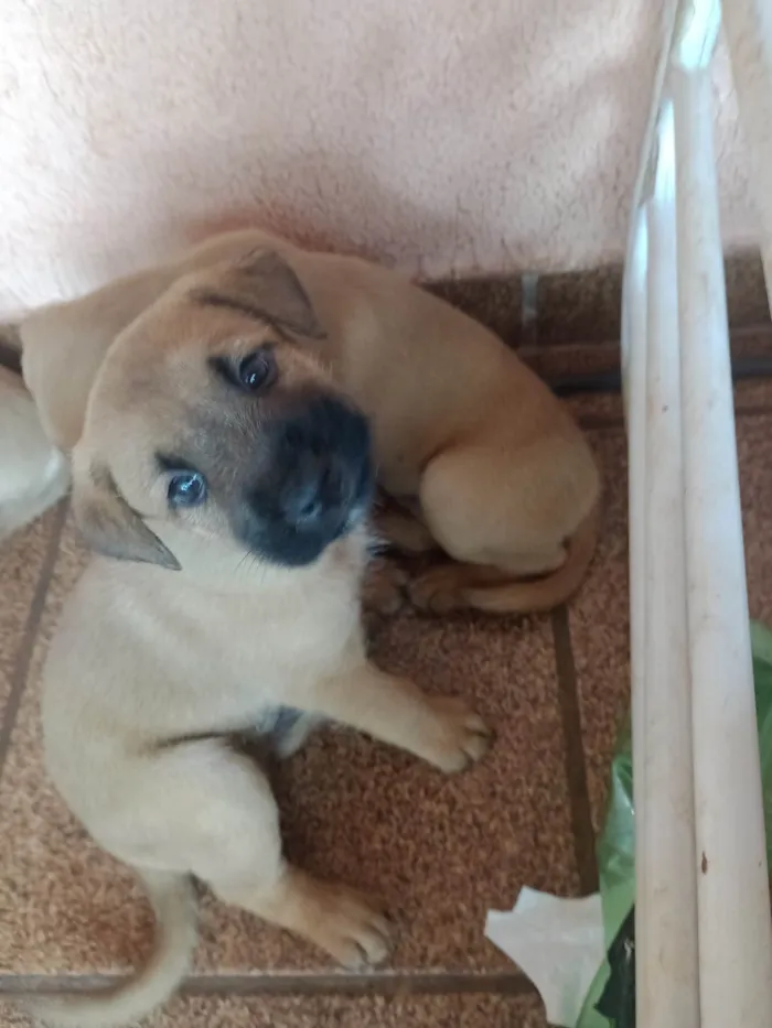 Cachorro ra a SRD-ViraLata idade Abaixo de 2 meses nome Mike