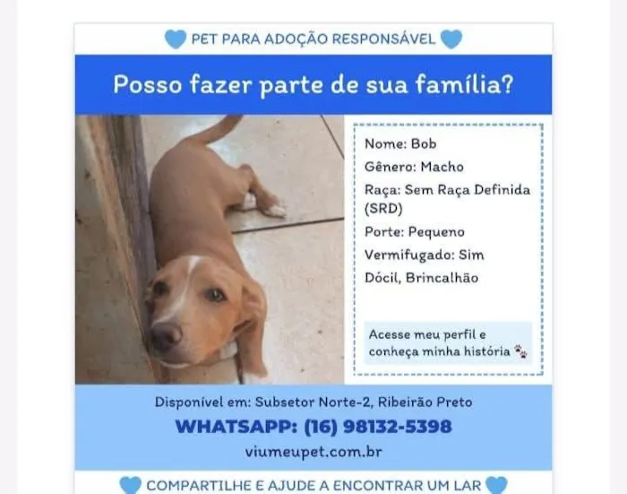 Cachorro ra a SRD-ViraLata idade 2 a 6 meses nome Bob