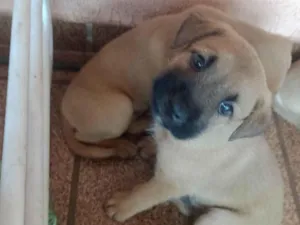 Cachorro raça SRD-ViraLata idade Abaixo de 2 meses nome Mike