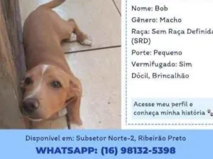 Cachorro raça SRD-ViraLata idade 2 a 6 meses nome Bob