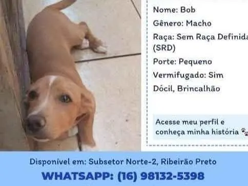 Cachorro ra a SRD-ViraLata idade 2 a 6 meses nome Bob