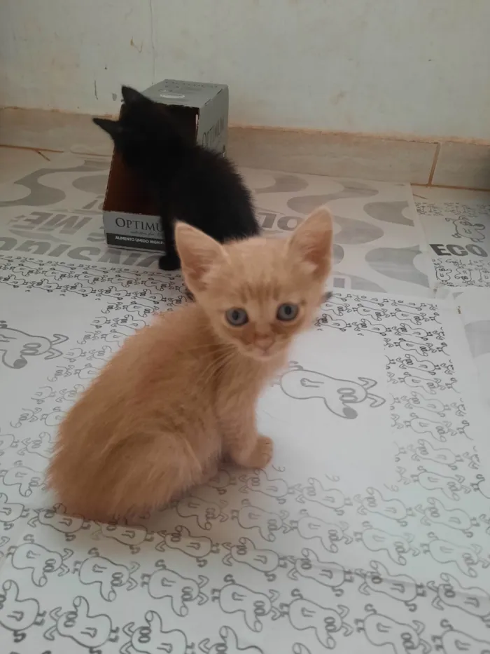 Gato ra a SRD-ViraLata idade 2 a 6 meses nome Dobby