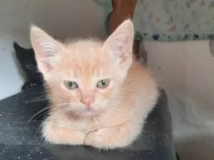 Gato raça SRD-ViraLata idade 2 a 6 meses nome Dobby