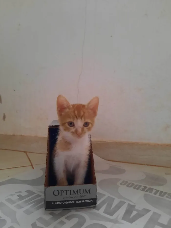 Gato ra a SRD-ViraLata idade 2 a 6 meses nome Rony Weasley