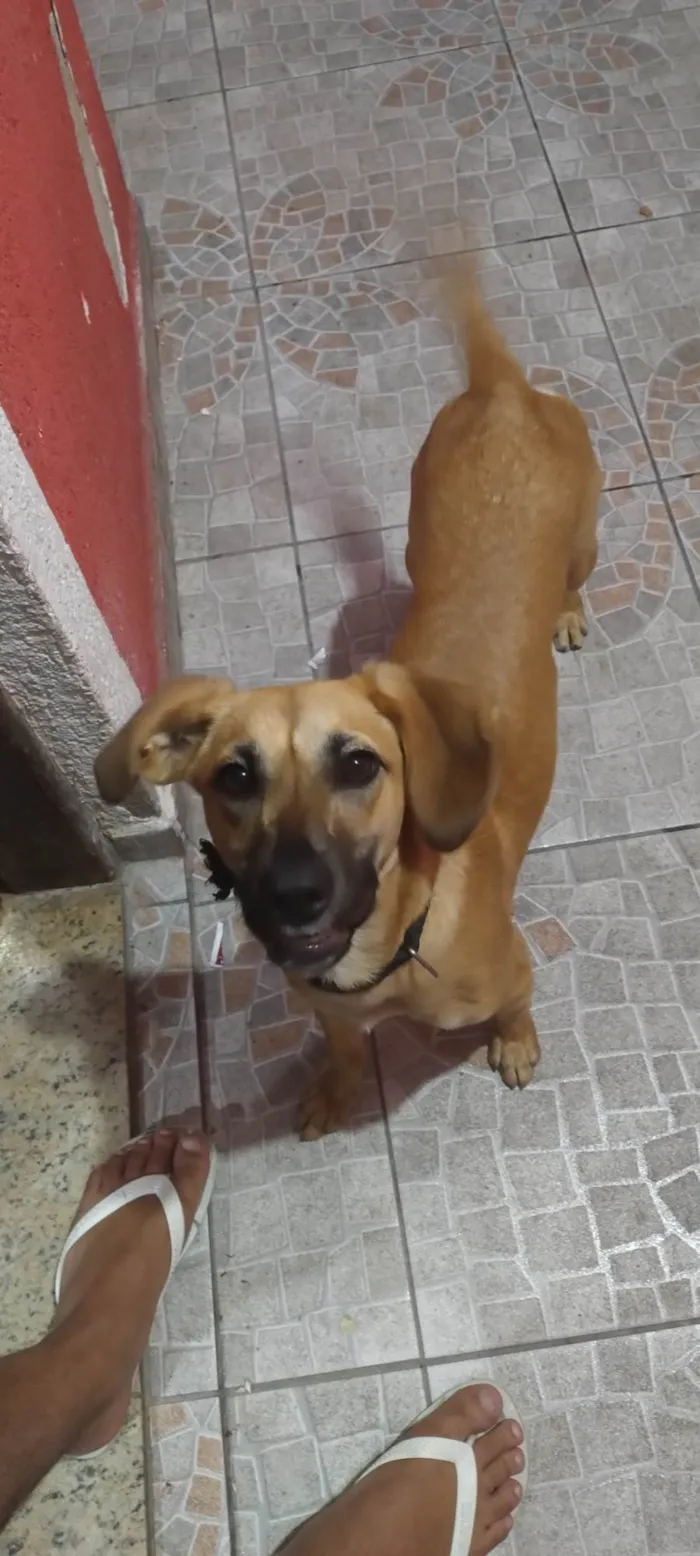 Cachorro ra a SRD-ViraLata idade 2 a 6 meses nome Mike