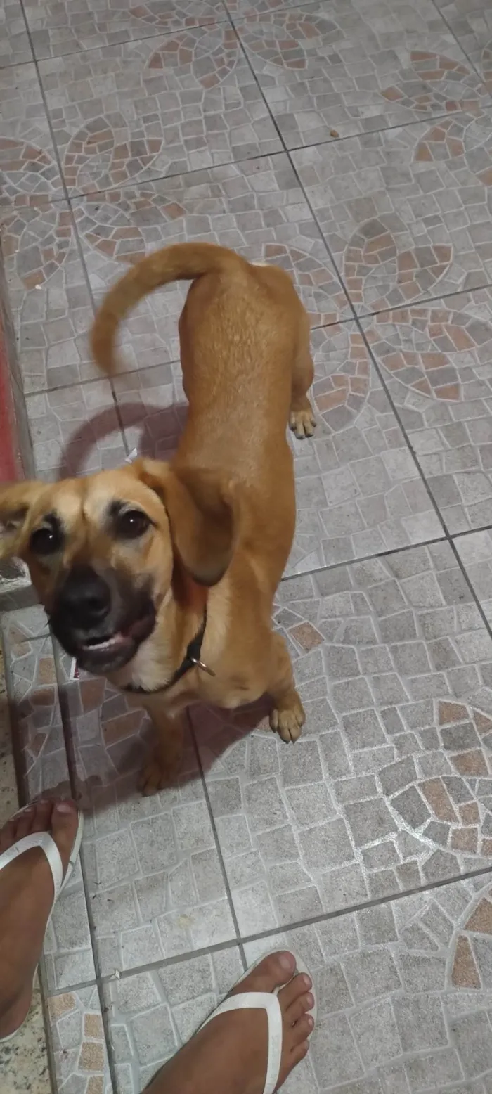 Cachorro ra a SRD-ViraLata idade 2 a 6 meses nome Mike