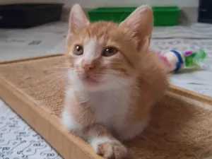 Gato raça SRD-ViraLata idade 2 a 6 meses nome Rony Weasley