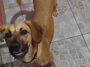 Cachorro raça SRD-ViraLata idade 2 a 6 meses nome Mike