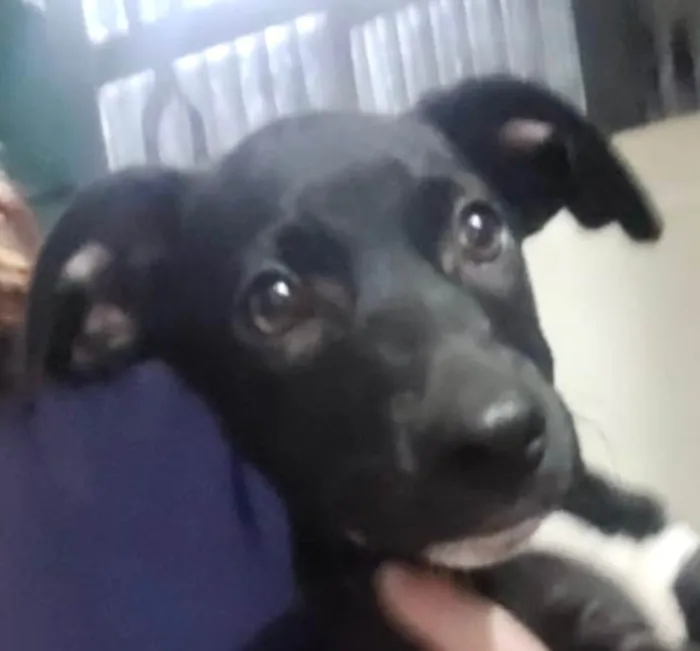 Cachorro ra a SRD-ViraLata idade 2 a 6 meses nome Duke 