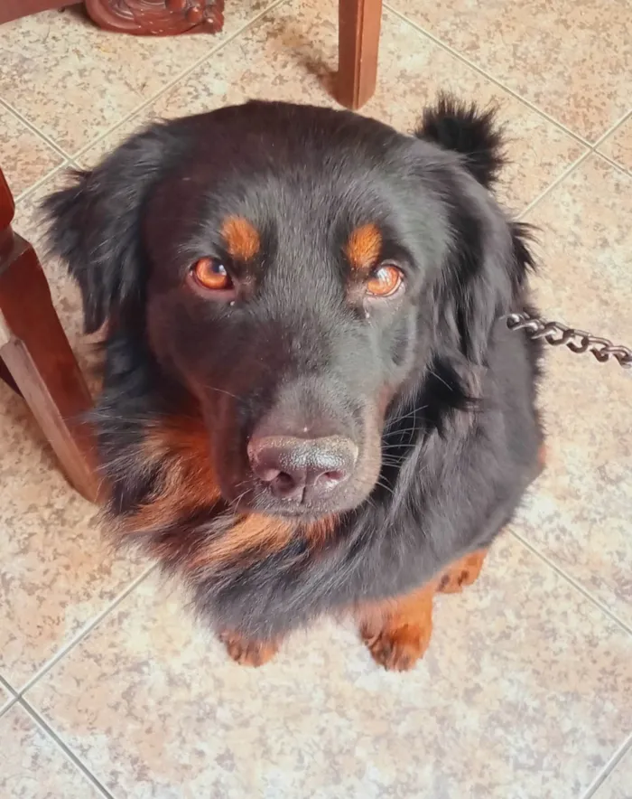 Cachorro ra a SRD-ViraLata idade 3 anos nome Bob Esfiha